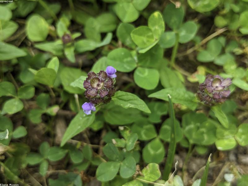 Herbal Plants